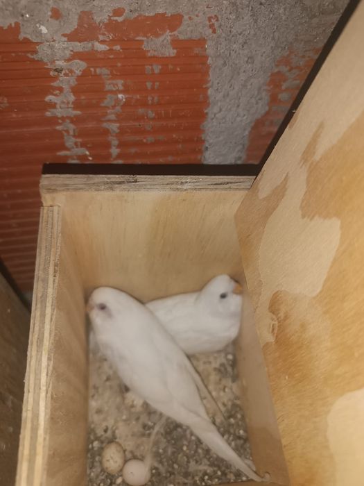 Piriquitos para vender