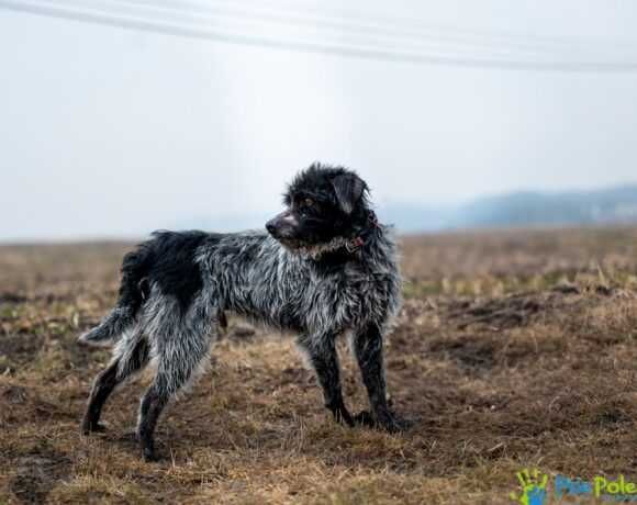 Miły, kontaktowy psiak MOZART szuka kochającego domku!