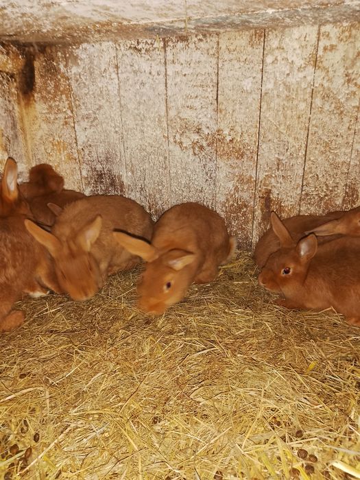 Króliki nowozelandzkie