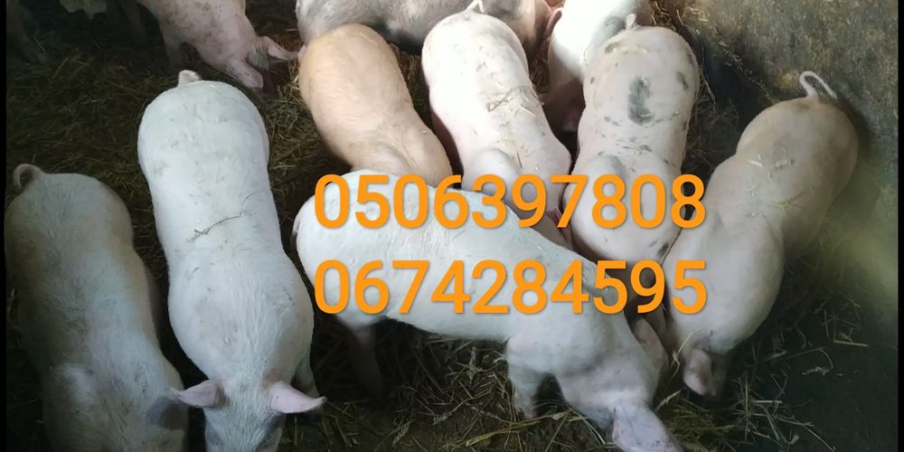 Поросята м'ясної породи