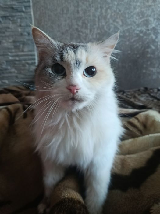 Кошечка безкоштовно