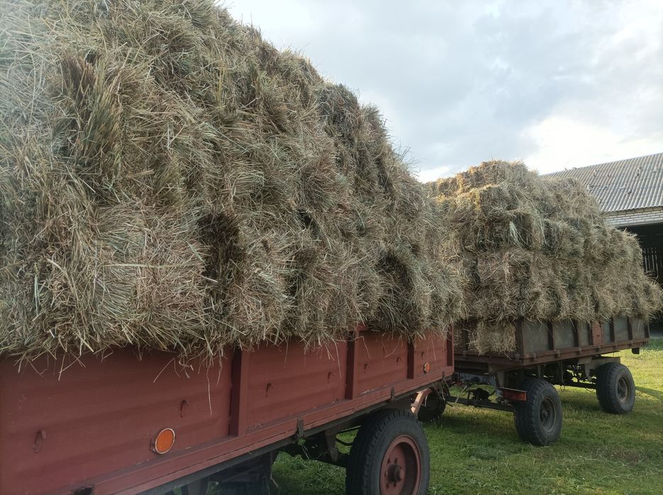 Siano kostka rok 2025