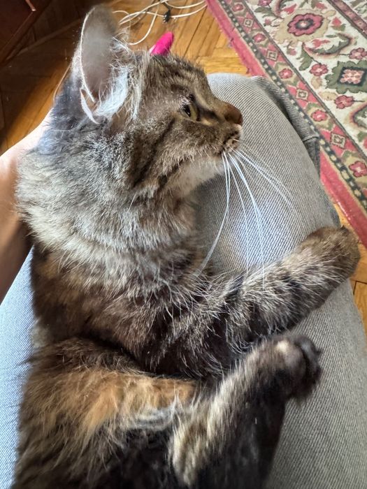 Безкоштовно Віддам кішечку в добрі та турботливі руки