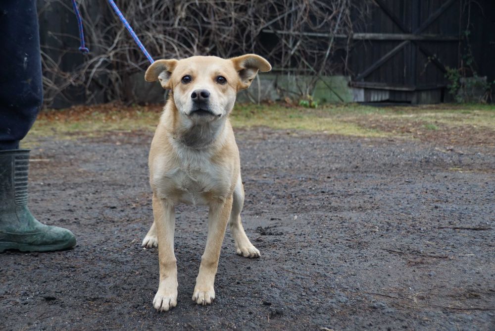 Aran - uroczy pies szuka rodziny