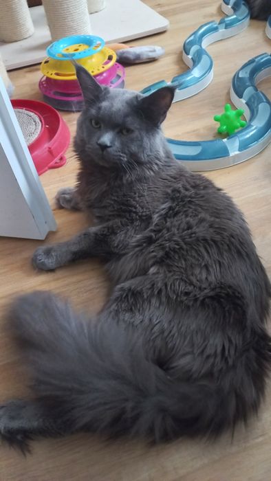 Śliczny kocur Maine Coon