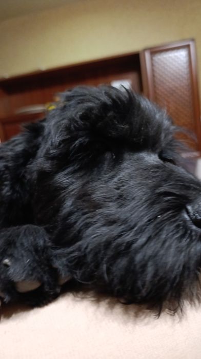 Щенки русского терьера