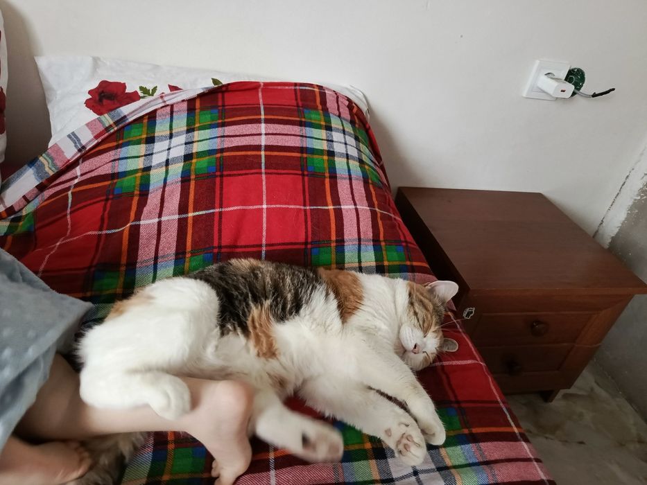 Перетримка тварин