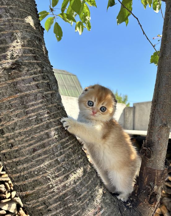 Чарівний малюк 1,5 місяців scottish fold
