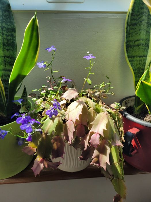 Szczawik roślina ogrodowa i domowa