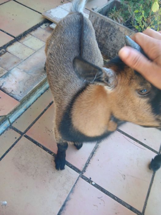 "Chopper" o magnifico cabrito anão