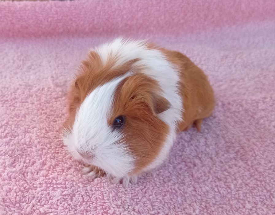 Морские свинки очаровашки