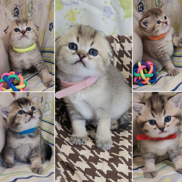 Золото Шиншила малюки