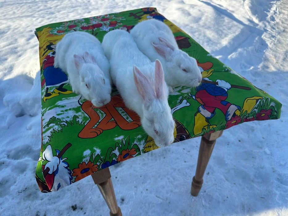 Продам кролика термонці