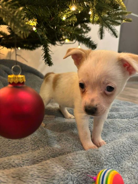 Maleńkie łapki, wielkie serce – poznaj Lady”