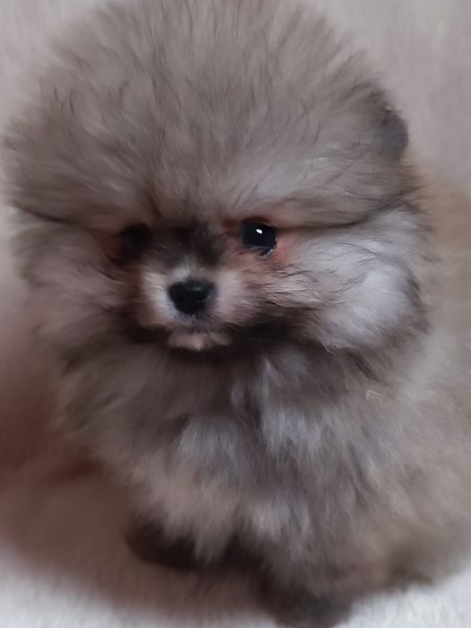 Pomeranian suczka  mini mini