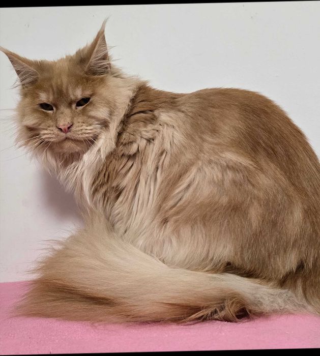 Kocurek  Maine Coon rudy srebrzysty pręgowany