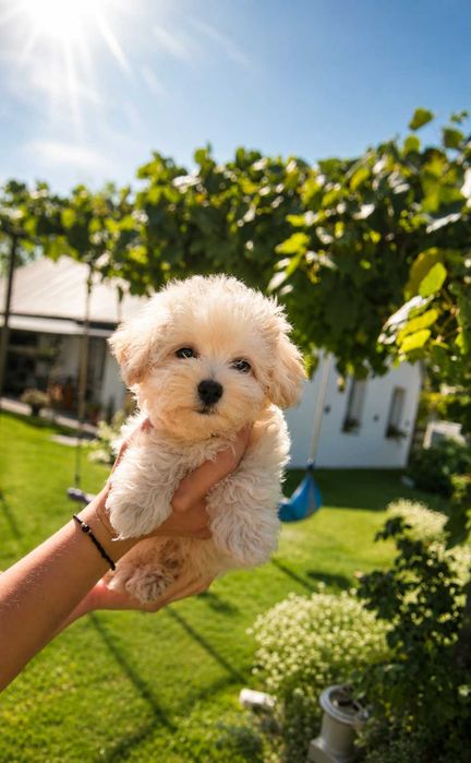 Maltipoo f1 z rodowodem