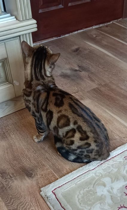 Продам бенгальского кота ,(бенгальський кіт)