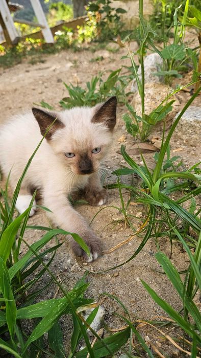 Doam-se Gatinhos de 2 meses