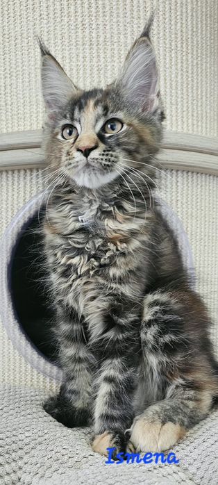 Kotka Maine Coon
