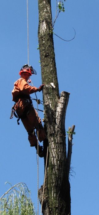 Wycinka-przycinanie drzew  PROMOCJA !