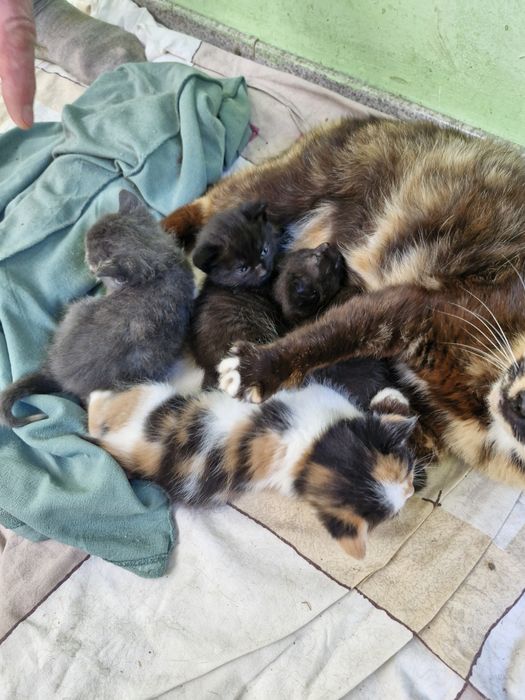 Кошенята шуають дім