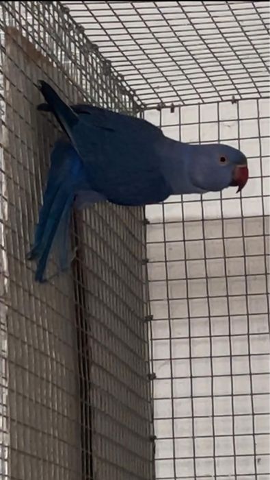 Ring Neck Violeta