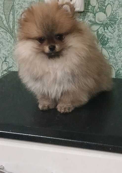 Мальчик померанский шпиц КСУ-FCI