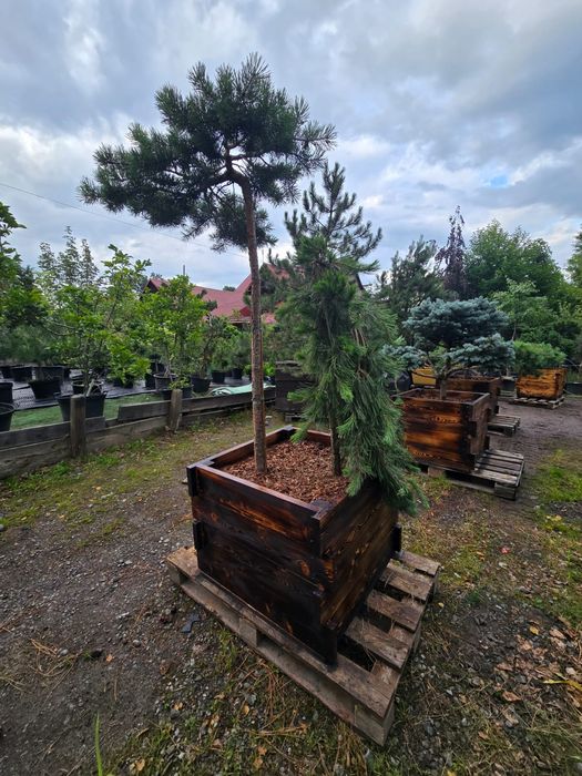 Sosna pendulia szczepiona 15 lat