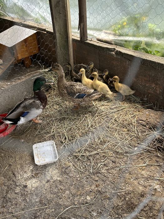 Patos mudos e patos reais