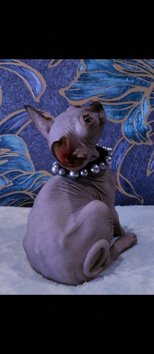 Девочка,канадский сфинкс