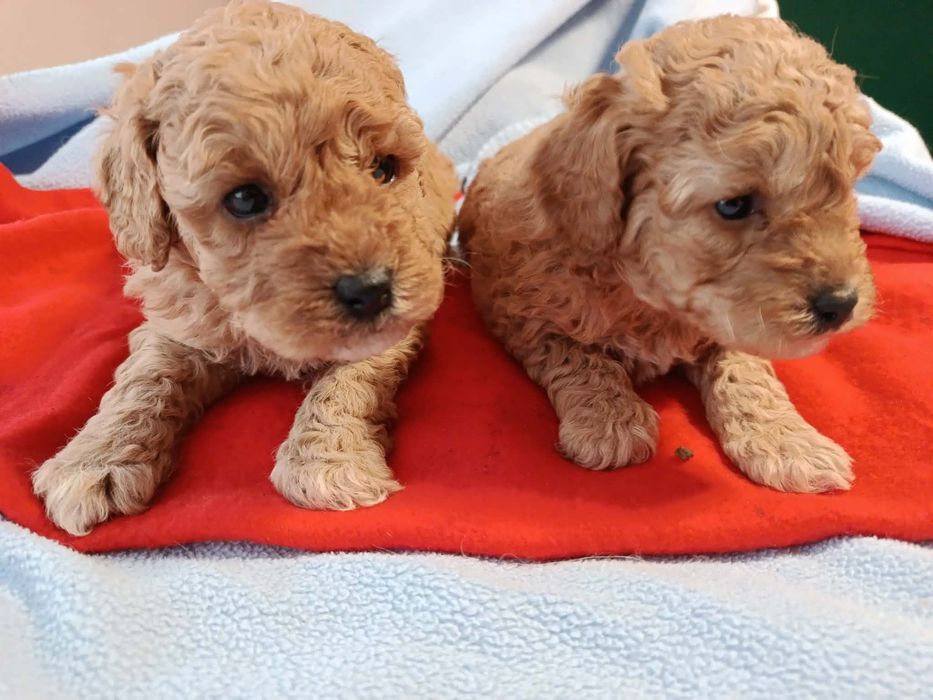 Pudel szczeniak piesek