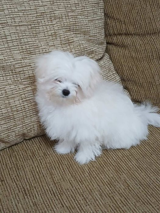 Мальтійська болонка