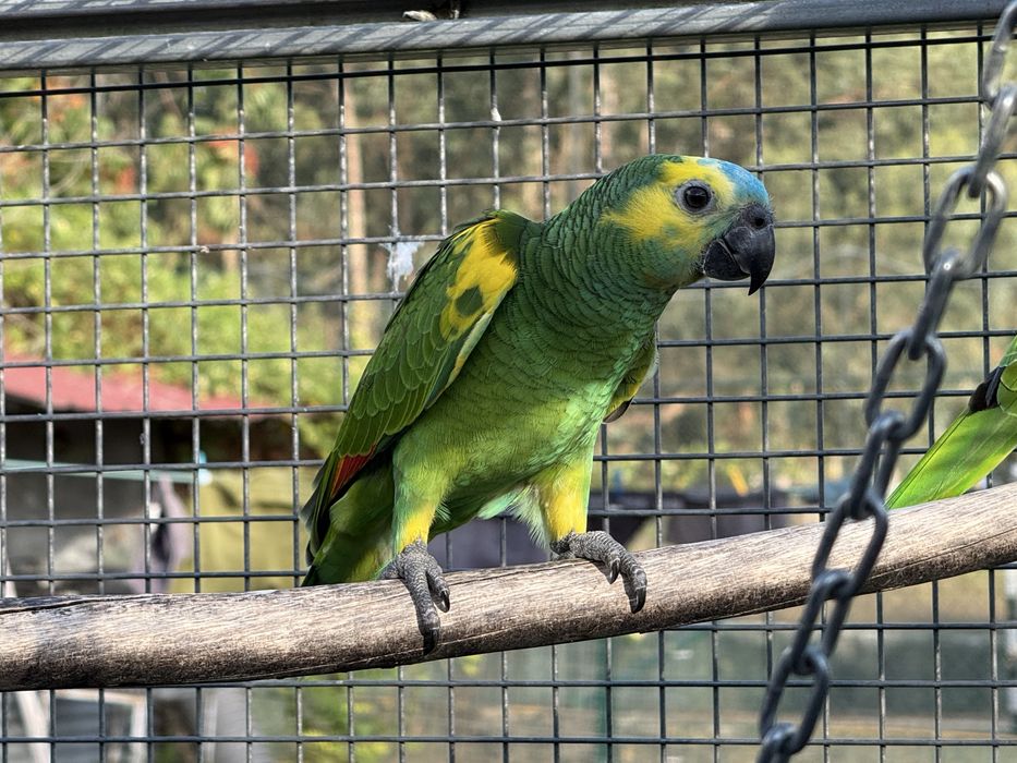 Amazona Aestiva Xanthopteryx