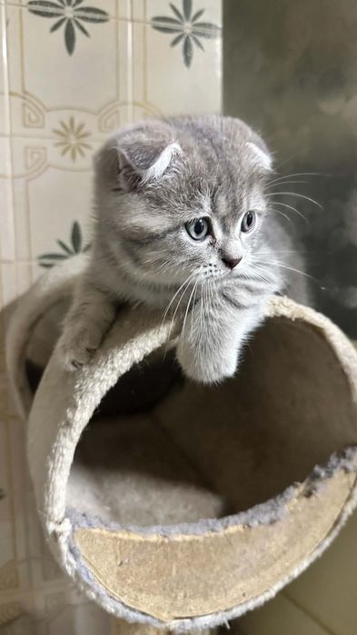 Gatinho Scottish Fold