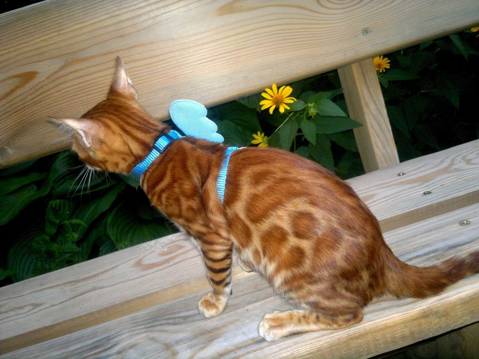 Лагідний BENn24 бенгальський хлопчик любимчик чи в розведення