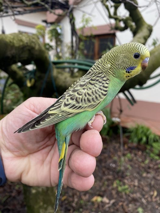 Periquito domesticado - baixa de preço