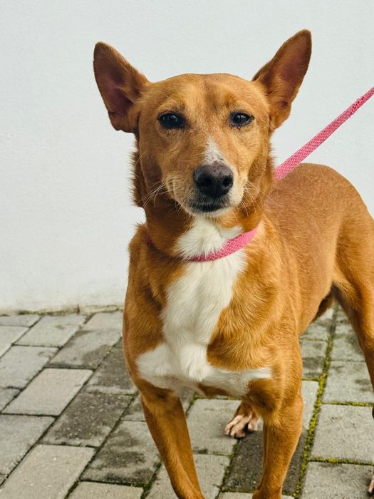Caozinho para adopção