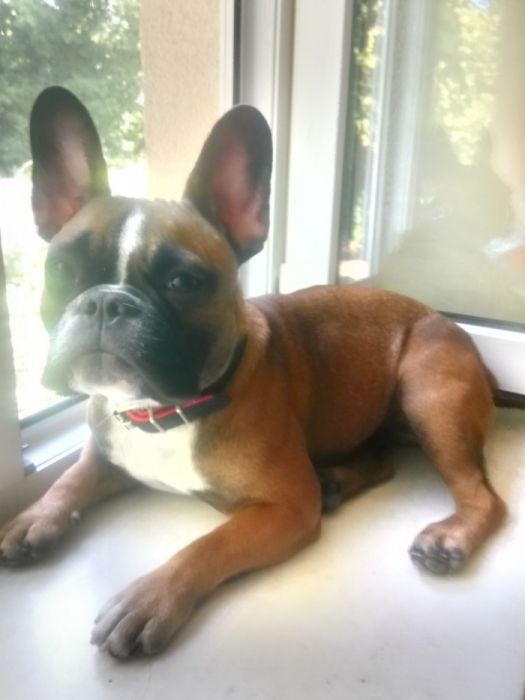 Зооотель/Зоогостиница/Гостиница для собак/передержка/зоосадик/няня