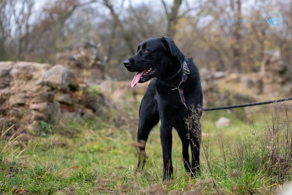 Czarny, radosny labrador. Duży pies w schronisku dla zwierząt. Adopcja