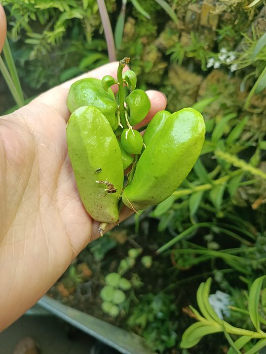 Дисхідія Dischidia major