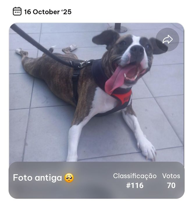 Adopção de pitbull