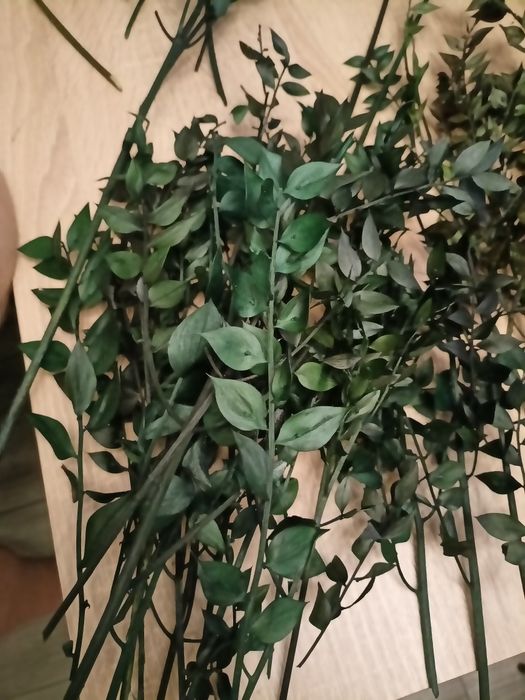 suszone rośliny zielony ruszczyk kolczasty ruskus