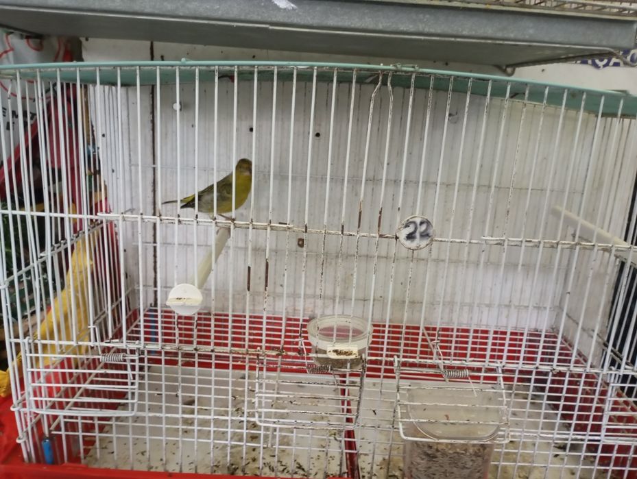 Canária vs megealicanos