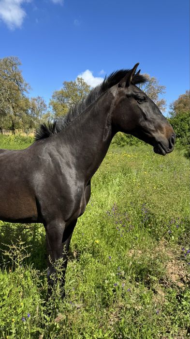 Éguas puro sangue lusitano