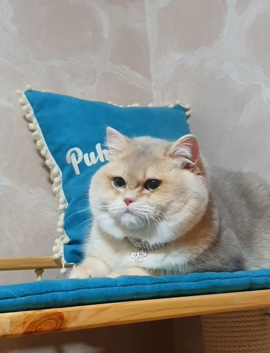 Золотий блакитний шиншила британський кот