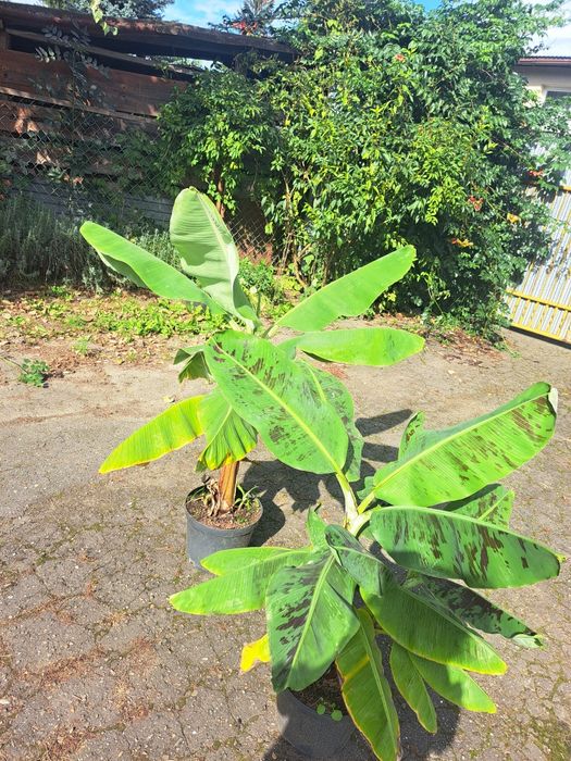 Bananowiec Dawarf Cavendish