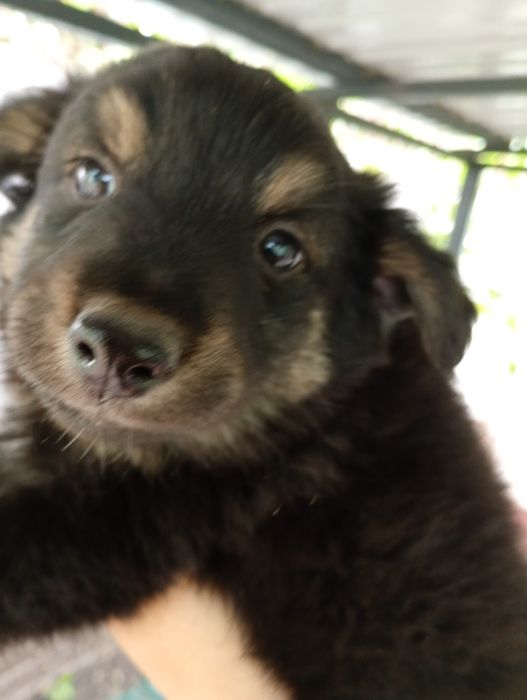 Хлопці медвежата, пухнасті і невеличкі. Від маленької собачки