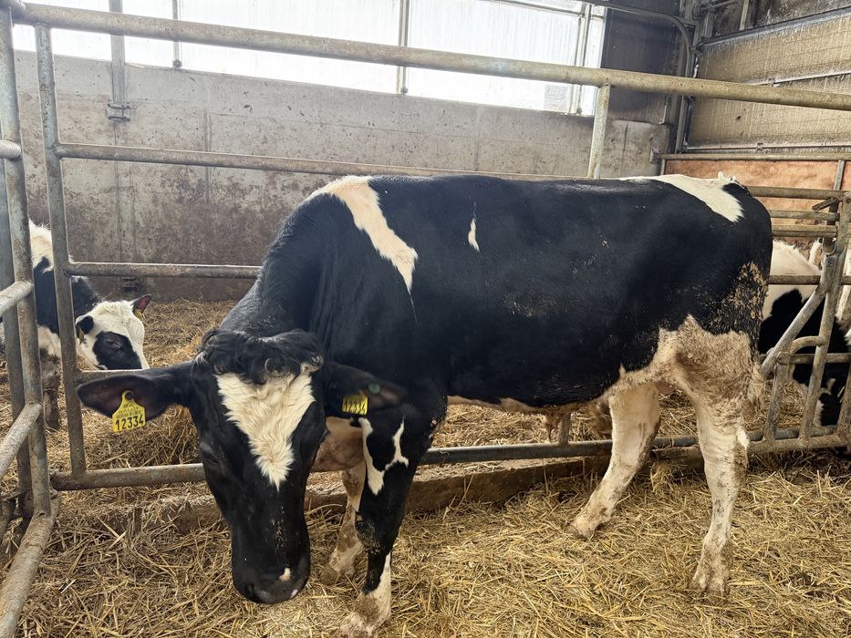 Buhaje rozpłodowe po zarodkach z USA