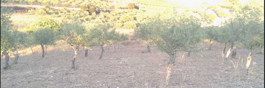 Terreno Freixo de Espada à Cinta (Salgueiro Peladouço) a 700m da vila.